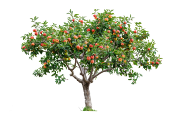 PNG Red Apple Tree bonsai plant fruit. 
