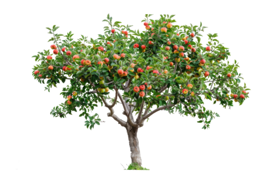 PNG Red Apple Tree bonsai plant fruit. 