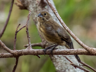 Fototapeta premium Blue-black Grassquit Volatinia jacarina in Costa Rica