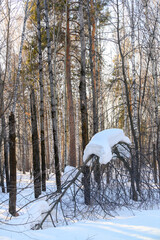 Snowdrifts on trees in the forest