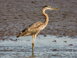 Great Blue Heron Ardea herodias in Costa Rica