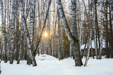 Sunset in a birch forest with a wooden house in the depths among the trees