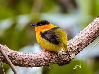 Orange-collared Manakin in Costa Rica