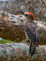 Fototapeta premium Red-crowned Woodpecker in Costa Rica