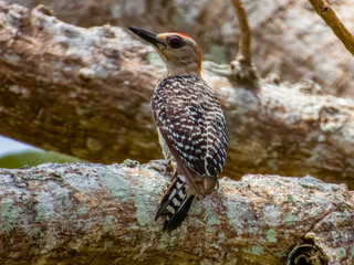 Red-crowned Woodpecker in Costa Rica