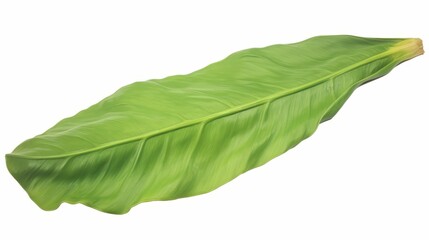 Obraz premium Large green leaf on a white background.