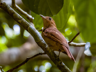Rufous Piha in Costa Rica