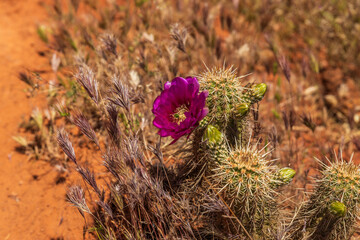 violet cactus flower in the afternoon light