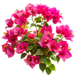 Bougainvillea flower isolated on transparent background