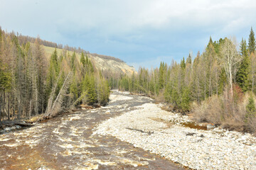 The turn of the bed of a shallow river with pebbly banks flowing down from the mountains through a dense cedar forest on a sunny spring day.