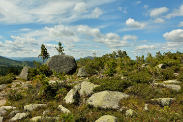 Huge stones and young cedars on the flat top of a high mountain under a cloudy summer sky.