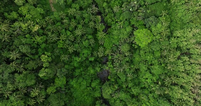 Arial shot of river valley and lush green jungle and forest landscape