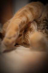 Gato tierno anaranjado