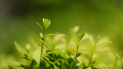 Fototapeta premium 봄 새싹이 돋아나다