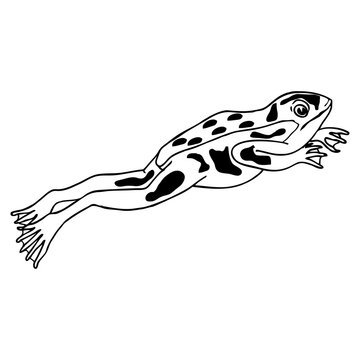 recommend clip art: frog sketch vector illustration