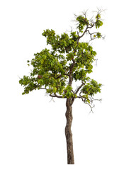 Obraz premium Green tree isolated on transparent background with clipping path and alpha channel..