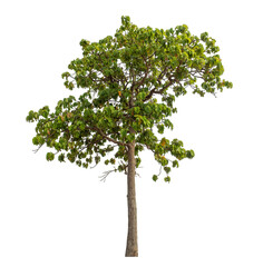Obraz premium Green tree isolated on transparent background with clipping path and alpha channel..