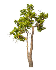 Green tree isolated on transparent background with clipping path and alpha channel.