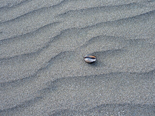 渚百選で選ばれた美しい海岸を散歩し、出会った貝殻