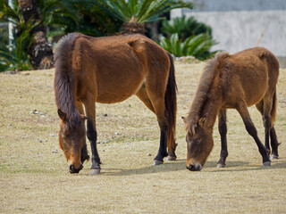 宮崎県串間市・都井岬の国の天然記念物の岬馬に、かわいい春駒（子馬）が誕生した。岬馬は日本在来馬であり、草原や海原に棲息。自然と共生する世界を見ることができる。