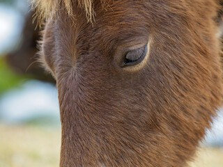 宮崎県串間市・都井岬の国の天然記念物の岬馬に、かわいい春駒（子馬）が誕生した。岬馬は日本在来馬であり、草原や海原に棲息。自然と共生する世界を見ることができる。