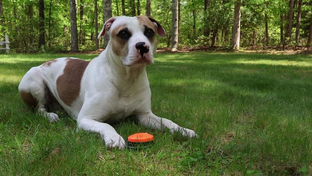 Smart Pup Demands Bone, A Funny Training Moment. A clever Pitbull mix presses a talking button to say "Bones, give me a bone!" The dog awaits a treat, receiving a bone and happily chomping away.