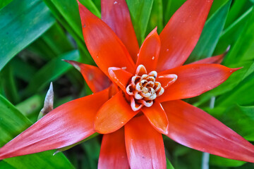 close-up view of orange chive flowers