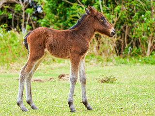 宮崎県串間市・都井岬の国の天然記念物の岬馬に、かわいい春駒（子馬）が誕生した。岬馬は日本在来馬であり、草原や海原に棲息。自然と共生する世界を見ることができる。
