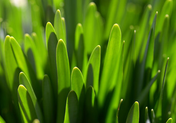 水仙の若葉　葉模様