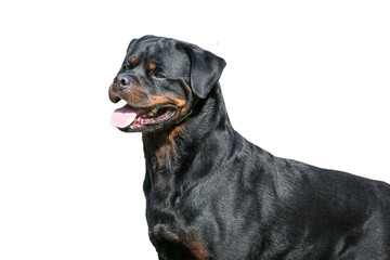 Fototapeta premium Dog rottweiler, macho and handsome looking. Isolated, on transparent background.