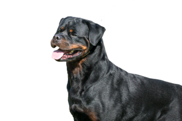 Dog rottweiler, macho and handsome looking. Isolated, on transparent background.