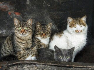 Group of gray stray cats family sit on street. Funny cute cats happy family, band group of stray street animals. Homeless cats group - street mafia of five different feral felis portrait. Several pets © Real Moment