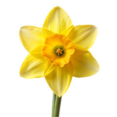 Obraz premium Narcissus flower png isolated on transparent background