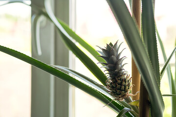 Pineapple plant growing in pot on the windowsill.