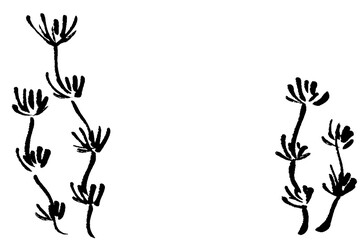 筆タッチのシンプルなマツモの線画イラスト