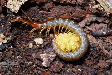 A female Eastern Red Centipede (Scolopocryptops sexspinosus) is coiled around her eggs in a form of...