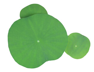 Close up green leaf of lotus or water lily tree isolated on transparent background. Top view of green leaves bush.	