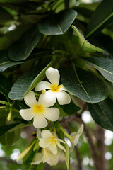 White plumeria flowers are blooming