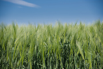 Obraz premium Green barley field in the middle of the growing season