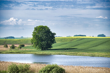 Scenic landscape with a large tree, tranquil river, and lush green fields under a blue sky