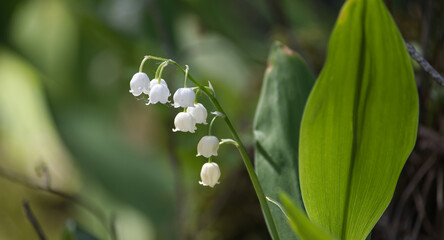 Close-up of delicate lily of the valley flowers in natural green background