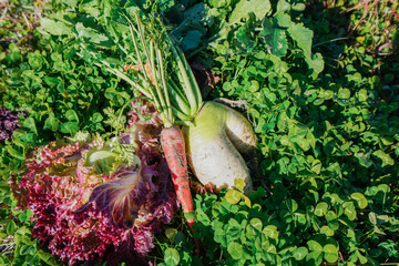 野菜の収穫をする高齢の女性