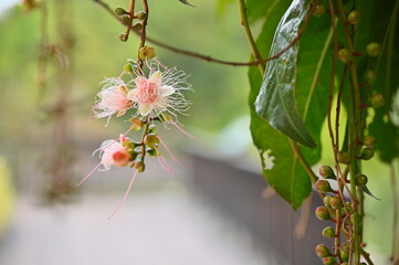 Barringtonia racemosa, the Powder-Puff Tree, is a unique Taiwanese flower with fluffy, ball-like blossoms and a striking resemblance to chess pieces.