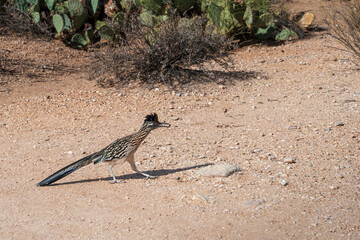 Roadrunner with a pebble with prickly pear in background in sabino canyon, tucson arizona