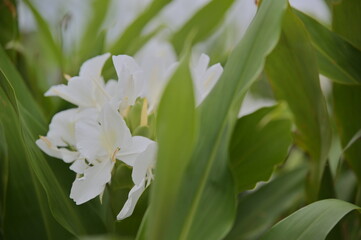Obraz premium Wild ginger lily, also known as ginger flower or mountain ginger, is a common wildflower with white or pale yellow elongated petals and a yellow stigma. Its fragrance intensifies in the evening.