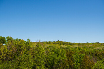 trees in the field