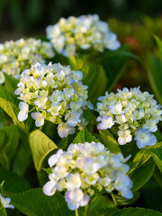 公園に咲いた紫陽花の花