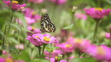 brown butterflies to pink flowers