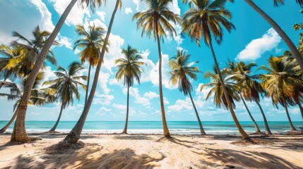 Obraz premium Panoramic beach scene with coconut palms and turquoise waters under a clear blue sky, perfect for vacation and relaxation themes.