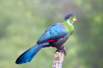 White-Cheeked Turaco